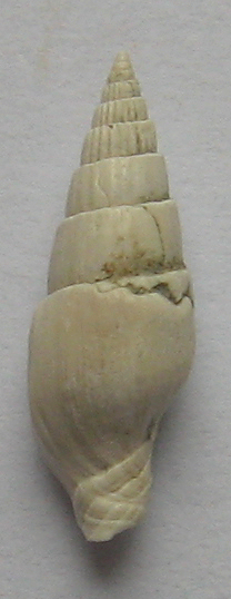 mitrella sp